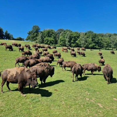 Troupeau de bisons dans un parc naturel normand, sortie insolite en famille à proximité de la Maison Le Catelier