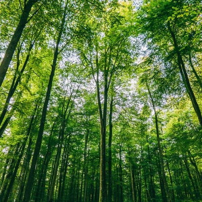 Futaie majestueuse de la forêt d'Eawy en Seine-Maritime, promenade nature à deux pas de la Maison Le Catelier